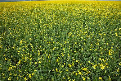 PS5展示会：外媒列出希望展示的游戏和宣布